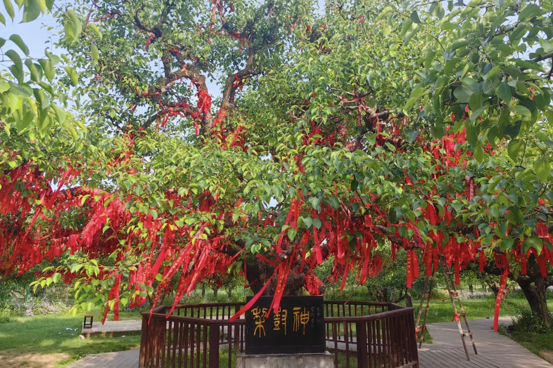 Dangshan Pear Tree King